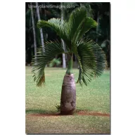 Bočasta palma (Hyophorbe lagenicaulis) 5 sjemenki