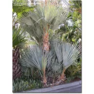 Srebrna mazari palma (Nannorrhops arabica Silver) 5 sjemenki