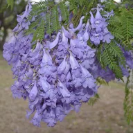 Obična jakaranda (Jacaranda mimosifolia) 5 sjemenki