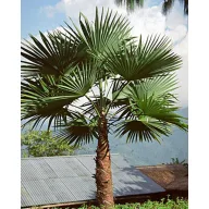 Konopljasta palma (Trachycarpus latisectus) 5 sjemenki