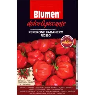   Crvena habanero paprika – izuzetno ljuto Blumen (oko 10–20 komada)