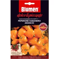   Narančasto habanero paprika – ekstremno ljuta Blumen (oko 10–20 plodova)