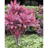 Širokolisni Bunkóliliom (Cordyline fruticosa) 5 kom