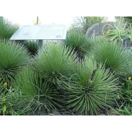 Agava oštrih listova (Agave striata ssp.) 5 kom