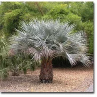 Palma stijene (Brahea armata) 5 komada