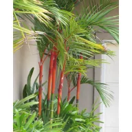 Španjolska voskasta palma (Cyrtostachys renda) 5 sjemenki