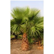 Meksička lepezasta palma (Washingtonia robusta) 5 sjemenki