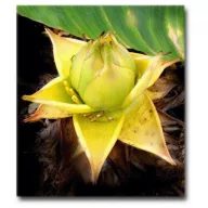 Zlatni lotosov cvijet (Musella lasiocarpa) 5 kom