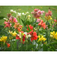 Rózsanád (Canna Indica) crvena 5 sjemenki