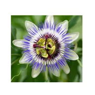 Plava pasiflora (Passiflora caerulea) 5 sjemenki