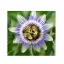 Plava pasiflora (Passiflora caerulea) 5 sjemenki