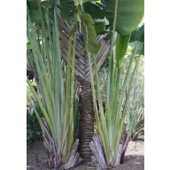 Putnička palma (Ravenala madagascariensis) 5 sjemenki