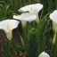 Bijela kala (Zantedeschia aethiopica) 5 komada