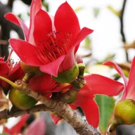 Crveni svileni pamukovac (Bombax ceiba) 5 sjemenki