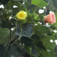 Indijski tulipanovac (Thespesia populnea) 5 sjemenki