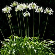 Rani bijeli agapanthus (Agapanthus praecox Alba) 5 kom