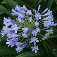 Rani plavi agapanthus (Agapanthus praecoX Blue) 5 kom