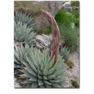 Mescal agave (Agave parryi var. neomexicana) 5 kom.
