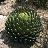   Kraljičina agava (Agave victoriae-reginae (Huasteca Canyon)) 5 sjemenki