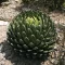 Kraljičina agava (Agave victoriae-reginae (Huasteca Canyon)) 5 sjemenki