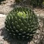 Kraljičina agava (Agave victoriae-reginae (Huasteca Canyon)) 5 sjemenki