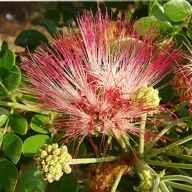 Samanovo stablo (Albizia saman) 5 sjemenki