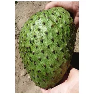 Trnovita annona (Annona muricata) 2 komada