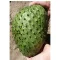 Trnovita annona (Annona muricata) 2 komada