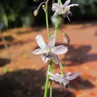   Blijedi vanilijski ljiljan (Arthropodium milleflorum) 5 sjemenki