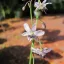 Blijedi vanilijski ljiljan (Arthropodium milleflorum) 5 sjemenki