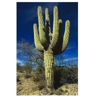 Saguaro kaktus (Carnegiea gigantea) 5 sjemenki