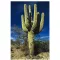 Saguaro kaktus (Carnegiea gigantea) 5 sjemenki