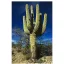 Saguaro kaktus (Carnegiea gigantea) 5 sjemenki