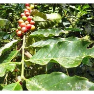 Kava biljka (Coffea canephora) 5 sjemenki