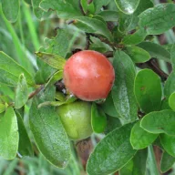 Majmunska šljiva (Diospyros lycioides) 5 kom