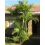Areca palma (Dypsis lutescens) 5 sjemenki
