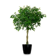 Viseći fikus (Ficus benjamina) 5 kom