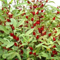 Čaj hibiskus (Hibiscus sabdariffa) 5 kom