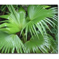 Kineska lepezasta palma (Livistona chinensis) 5 sjemenki