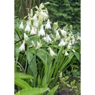 Ljetni zumbul (Ornithogalum cadicans) 5 lukovica