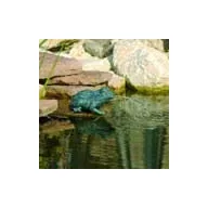 Žaba koja prska vodu 12 cm