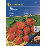 Obložene jagode Elan Kiepenkerl 8 komada