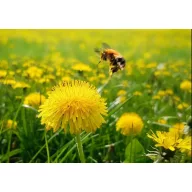   Sjeme trave, mješavina pčelinjeg pašnjaka, višegodišnja Agro-Largo 10 kg