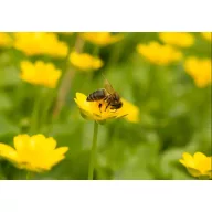   Mješavina travnog sjemena za pčelinji pašnjak, jednogodišnja Agro-Largo 10 kg