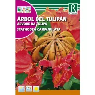 Afrički tulipanac (Spathodea campanulata) Rocalba