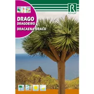 Dracena (Draco) Rocalba 4 komada