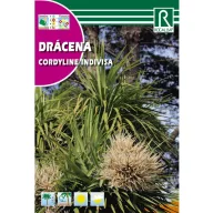 Dracena (Cordyline indivisa)  Rocalba