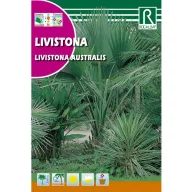 Australska lepezasta palma (Livistona australis) 3g Rocalba