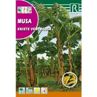 Banana (Musa ensete ventricosa) Rocalba 2 sjemenke