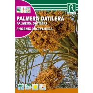 Datulja (Phoenix dactylifera) Rocalba 6 g